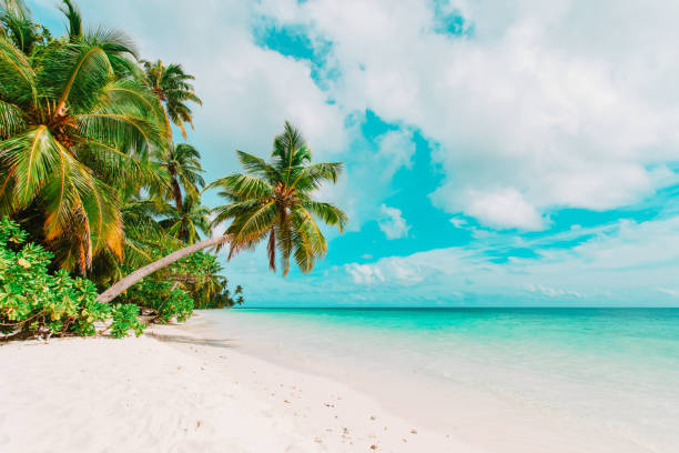 istock tropical sand beach with palm trees 910846922