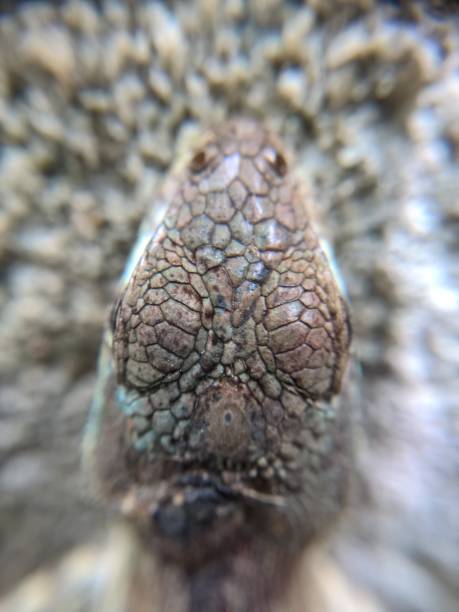 istock Tropidurus torquatus lizard close up macro 910848340