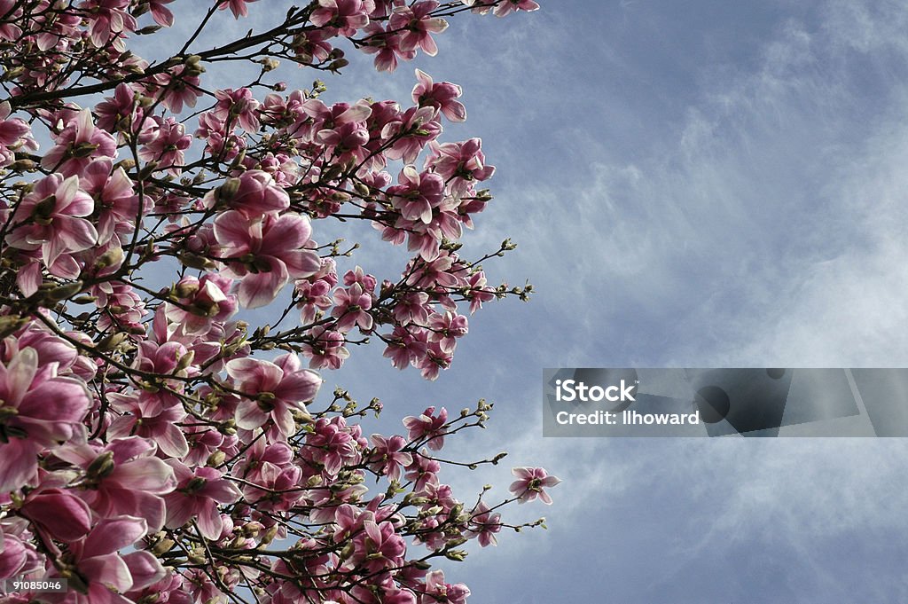 Pink und blau - Lizenzfrei Ast - Pflanzenbestandteil Stock-Foto