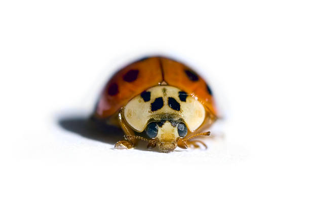 Ladybug Closeup stock photo