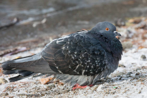 istock Pigeons bird close-up 910853160