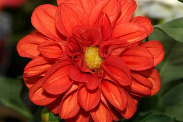 bright orange dahlia stock photo