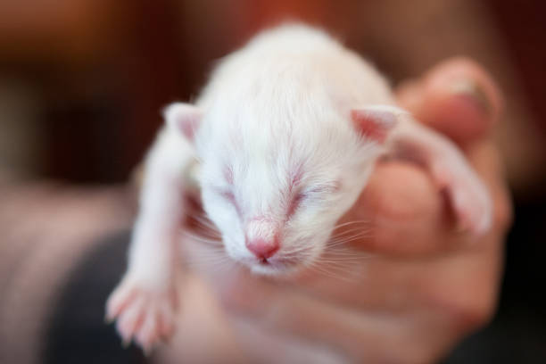 istock White newborn sacred birman kitten 910855910