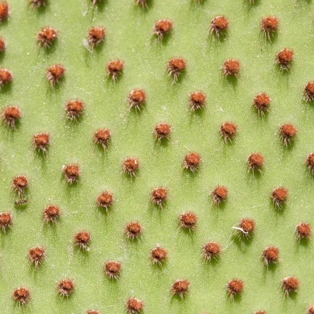 Areoles of Angel's-wings, bunny ears cactus, bunny cactus or polka-dot cactus (Opuntia microdasys). This specie is native and endemic to central and northern Mexico.