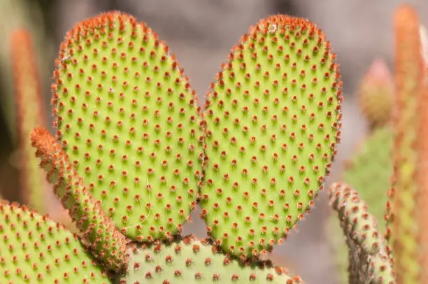 Angel's-wings, bunny ears cactus, bunny cactus or polka-dot cactus (Opuntia microdasys) is a species of cactus native and endemic to central and northern Mexico.