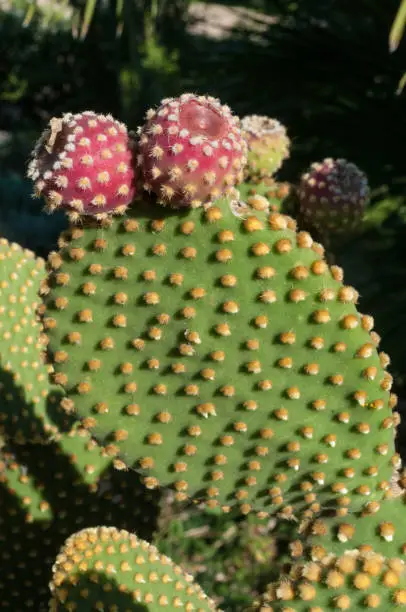 Angel's-wings, bunny ears cactus, bunny cactus or polka-dot cactus (Opuntia microdasys) is a species of cactus native and endemic to central and northern Mexico.