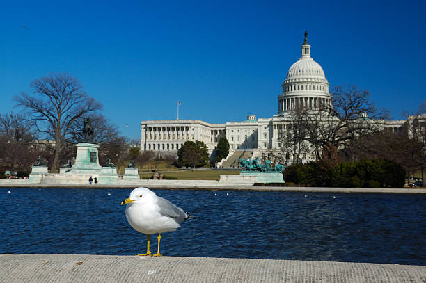 istock Seagull sunbathing in front of the Capitol Building 91085812