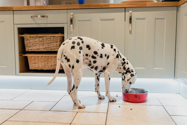 Dalmatian Eating her Dinner A Dalmatian dog eats her dinner in the family kitchen. red kitchen cabinets stock pictures, royalty-free photos & images