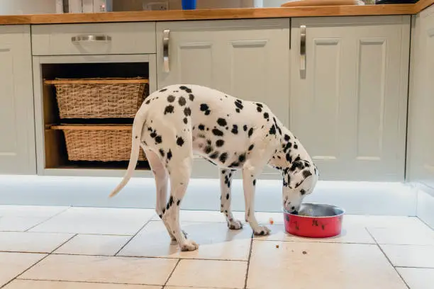 Photo of Dalmatian Eating her Dinner