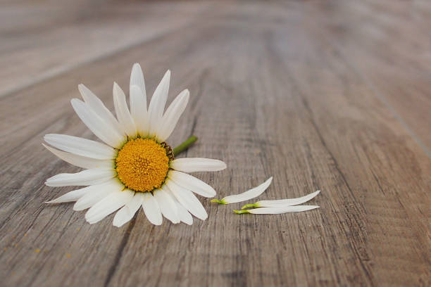 istock delicate white spring flower daisies lying on a wooden background 910859410
