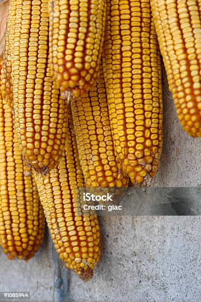Уши Кукурузный — стоковые фотографии и другие картинки Американская культура - Американская культура, Без людей, Благополучие
