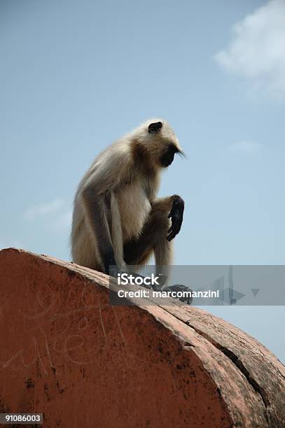 心配りの行き届いたお猿さん - アジア大陸のストックフォトや画像を多数ご用意 - アジア大陸, インド, インド文化