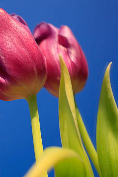 púrpura tulipán en un espejo de color azul - single flower tranquil scene mirror flower fotografías e imágenes de stock