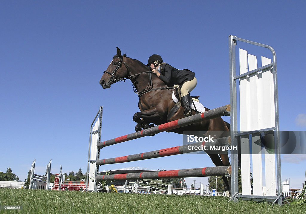 Mostrar de Jumper - Foto de stock de Caballo - Familia del caballo libre de derechos