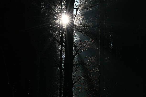 sunshine - foto de acervo