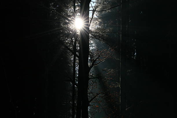 Cтоковое фото солнечный свет