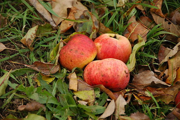 Red Apples stock photo