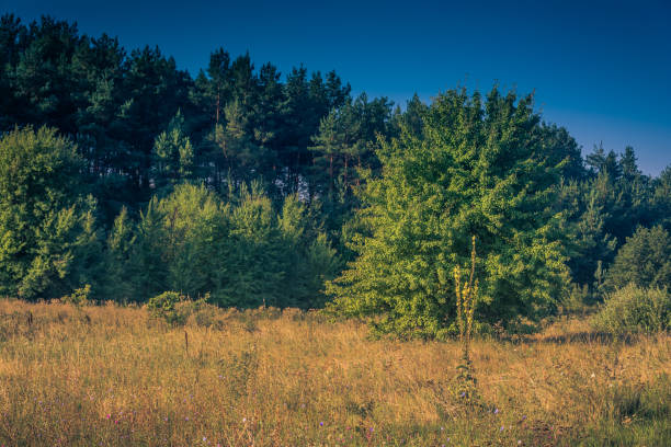 Just a photo of a country lanscape in autumnJust a photo of a country lanscape in autumn