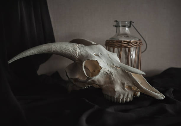 istock Still life with ram skull and old bottle on dark 910862708
