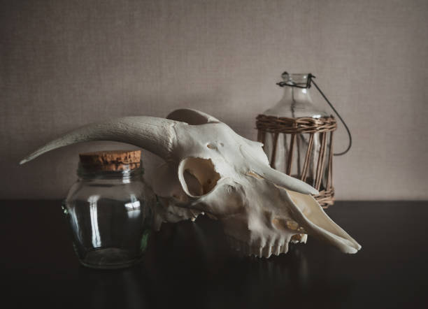 istock Still life with ram skull and old bottle on dark 910862930