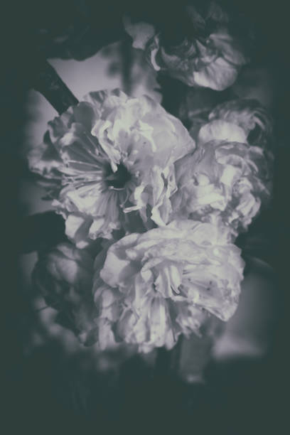 istock almond flowers 910863060
