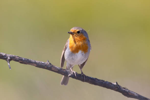 istock European robin portrait 910863672