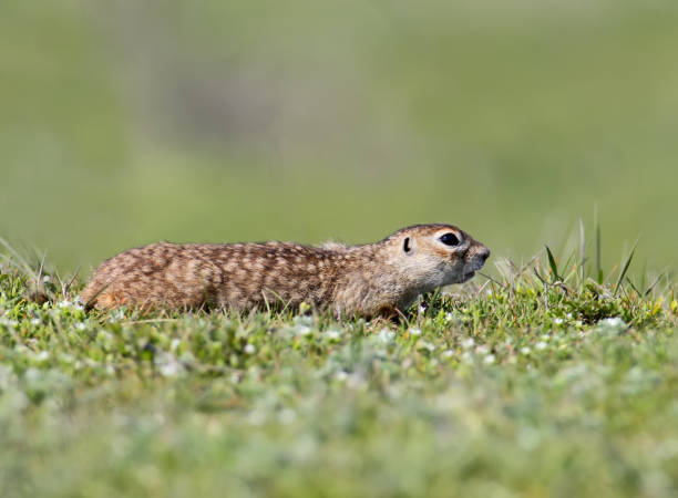 istock Speckled ground squirrel portrait on a blurred green background 910863674