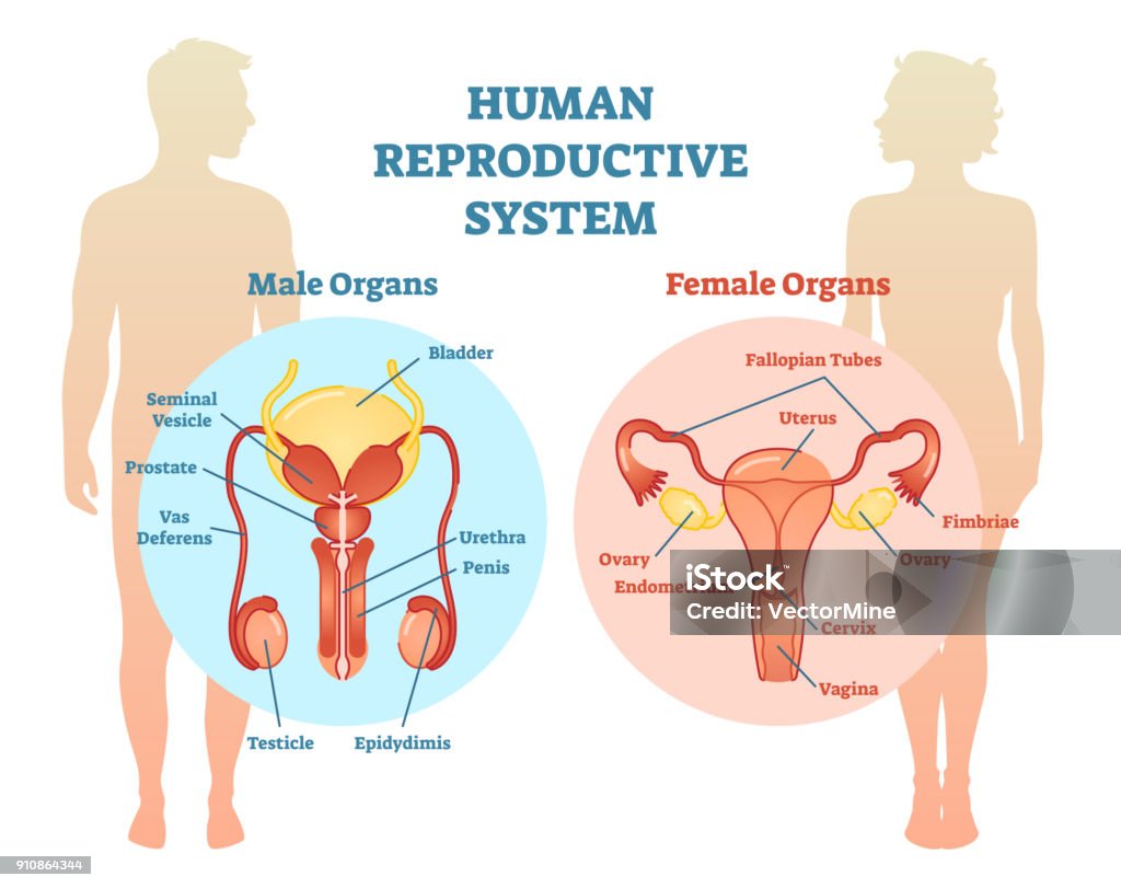 Menschliche Fortpflanzungssystem Zeigerdiagramm Illustration, männlich und weiblich. - Lizenzfrei Weibliche Person Vektorgrafik