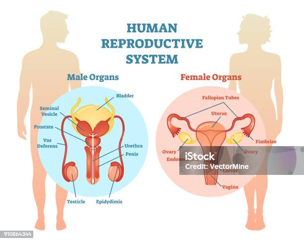 Menschliche Fortpflanzungssystem Zeigerdiagramm Illustration Männlich Und Weiblich Stock Vektor Art und mehr Bilder von Weibliche Person