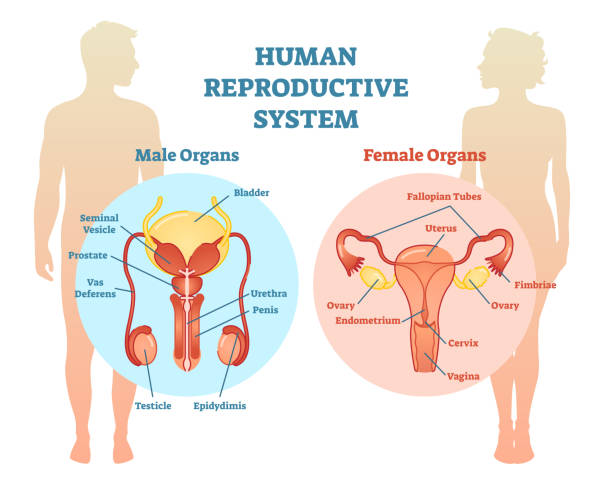 ilustrações, clipart, desenhos animados e ícones de diagrama de ilustração do vetor de sistema reprodutivo humano, macho e fêmea. - sexual activity illustrations