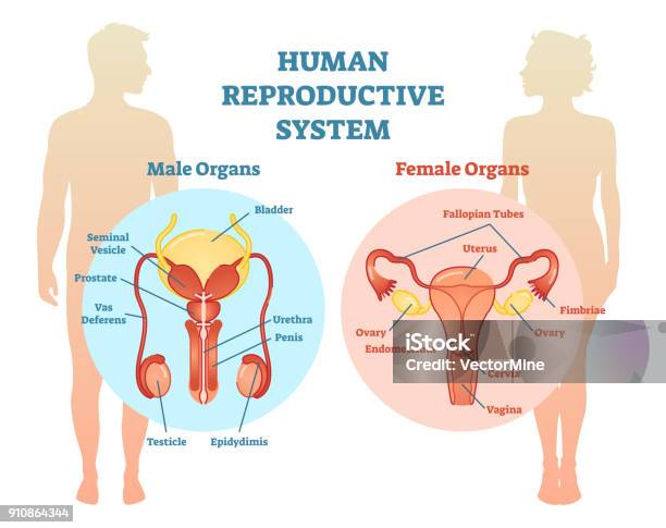 Human Reproductive System Vector Illustration Diagram Male And Female Stock Illustration - Download Image Now