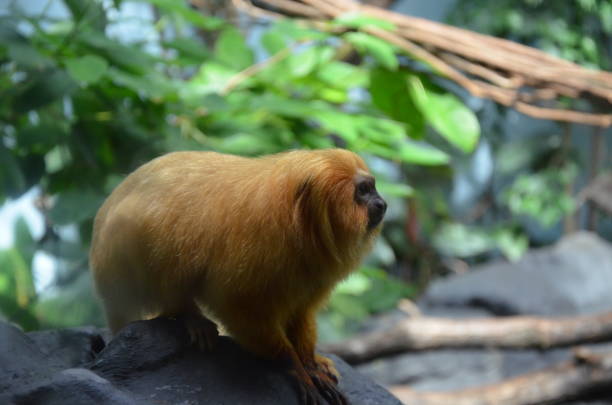 istock Golden Lion Tamarin 910864456