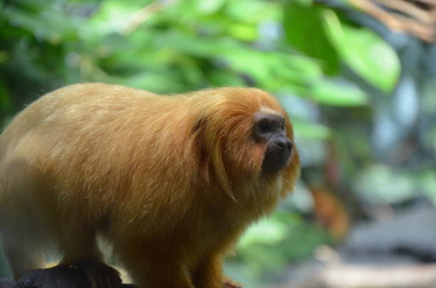 istock Golden Lion Tamarin 910864658