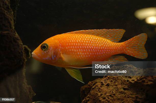 Peixe Laranja - Fotografias de stock e mais imagens de Recife Ningaloo - Recife Ningaloo, Achigã, Animal Cativo