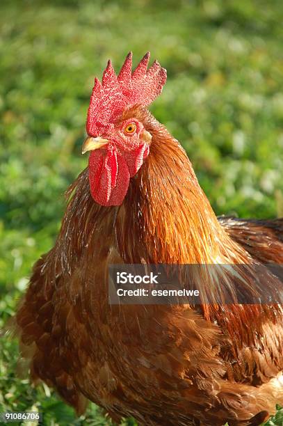 Foto de Caralhopintopau e mais fotos de stock de Acordar - Acordar, Agricultura, Animais Machos