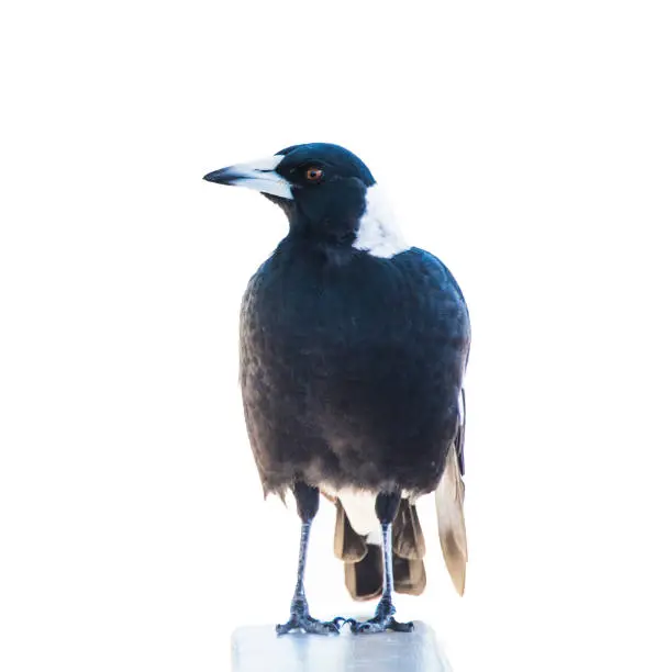 Photo of Magpie against white background