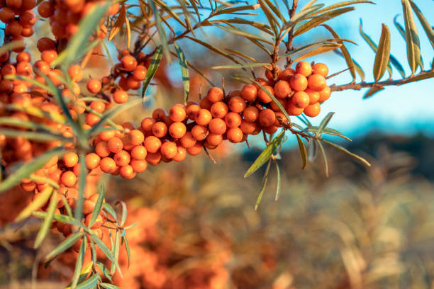 Abundant fresh Sea Buckthorn berries growing wild Fresh and ripe Sea Buckthorn berries growing wild in East Lothian, Scotland. pics of a spiky fruit stock pictures, royalty-free photos & images