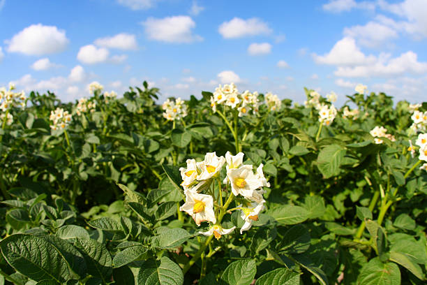Potato Flowers stock photo