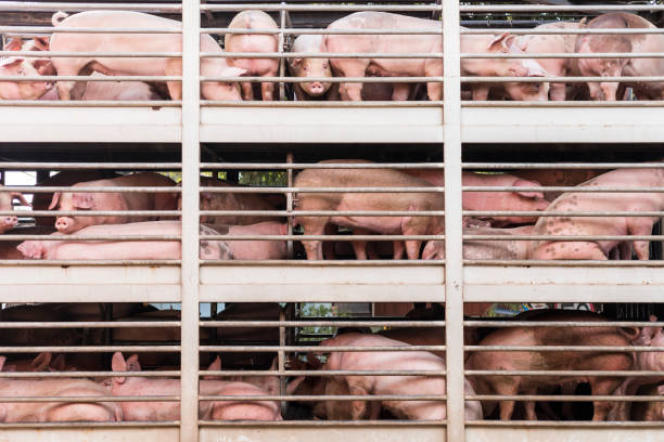 pigs on truck plenty pigs during transport by truck slaughterhouse photos stock pictures, royalty-free photos & images