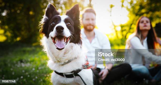 Pareja Jugando Con Perros Foto de stock y más banco de imágenes de Perro - Perro, Parejas, Felicidad