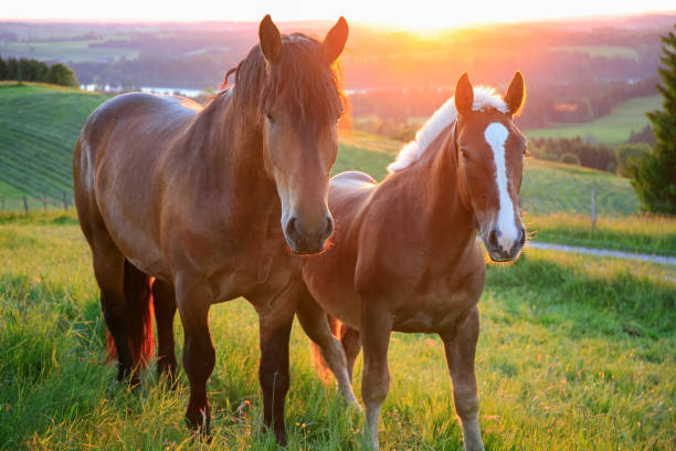zwei pferde bei sonnenuntergang, bayern, germany - horse brown animal farm stock-fotos und bilder
