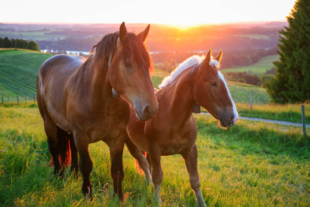 istock Two Horses at sunset, Bavaria, Germany 910871946