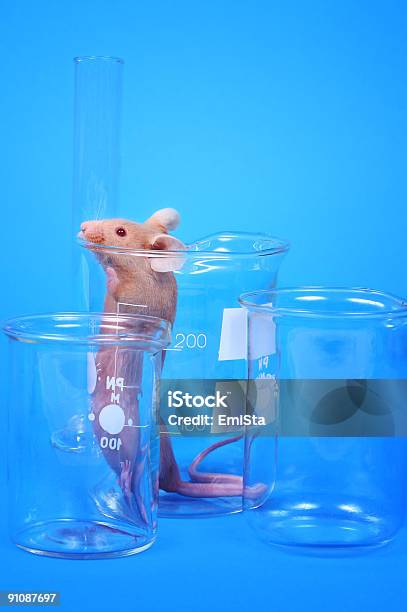 Rato De Laboratório - Fotografias de stock e mais imagens de Rato - Animal - Rato - Animal, Copo de laboratório, Laboratório