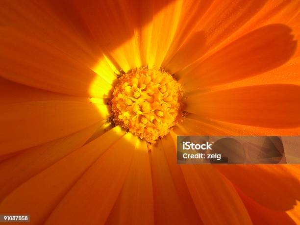 Gelbe Flower Stockfoto und mehr Bilder von Baumblüte - Baumblüte, Bildhintergrund, Blatt - Pflanzenbestandteile