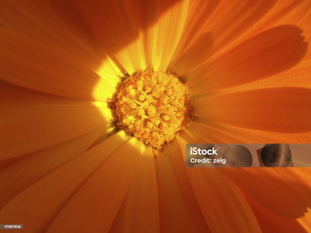 Amarillo flor - Foto de stock de Amarillo - Color libre de derechos