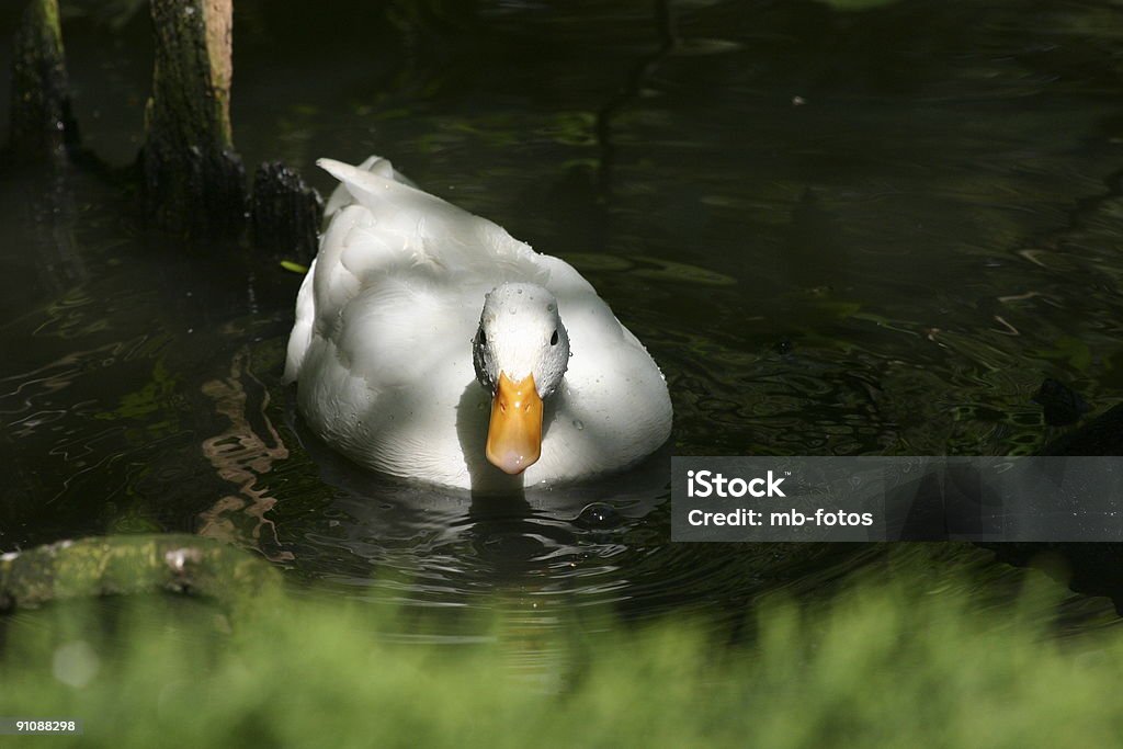 Weiße Ente - Lizenzfrei Aquatisches Lebewesen Stock-Foto