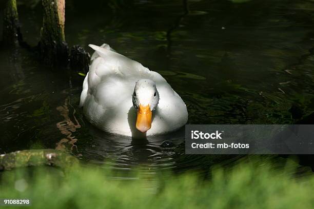 Anatra Bianca - Fotografie stock e altre immagini di Acqua - Acqua, Ambientazione esterna, Anatra - Uccello acquatico