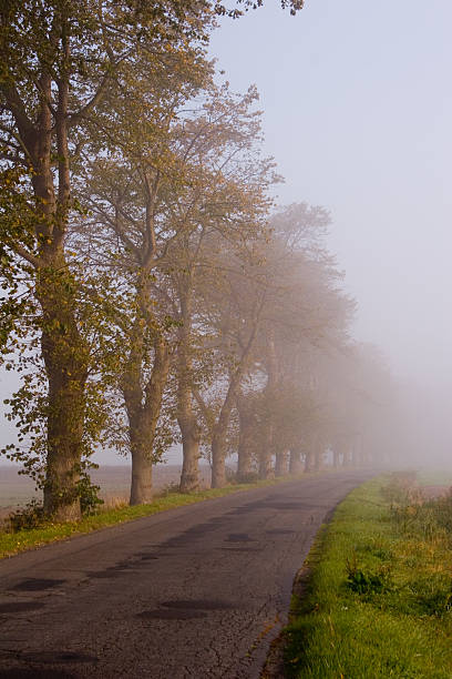 bäume und street in nebel - street fog profile stock-fotos und bilder