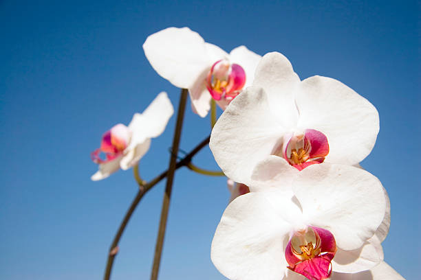 White orchids stock photo
