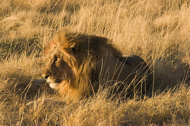 African Lion stock photo